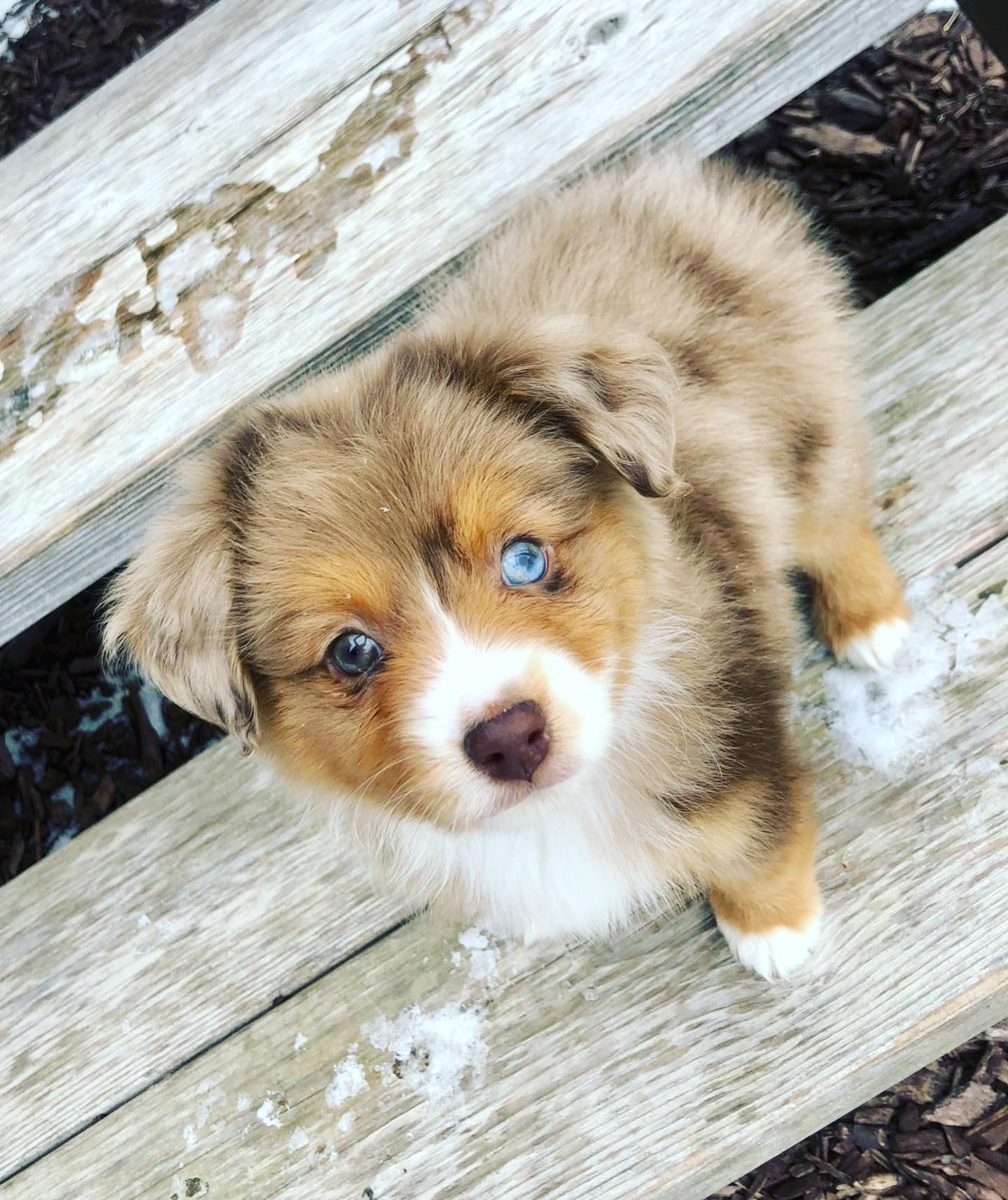 Close-up overhead shot of a fluffy tan and white puppy with one blue eye sitting on a snowy wooden deck, curious mood