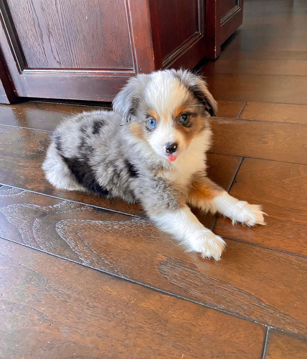 Merle-coated puppy with blue eyes lying on a wooden floor indoors, calm mood