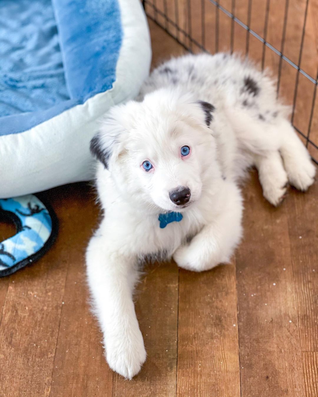 White fluffy puppy with blue eyes and black ear markings lying on a wooden floor near a pet bed and crate
