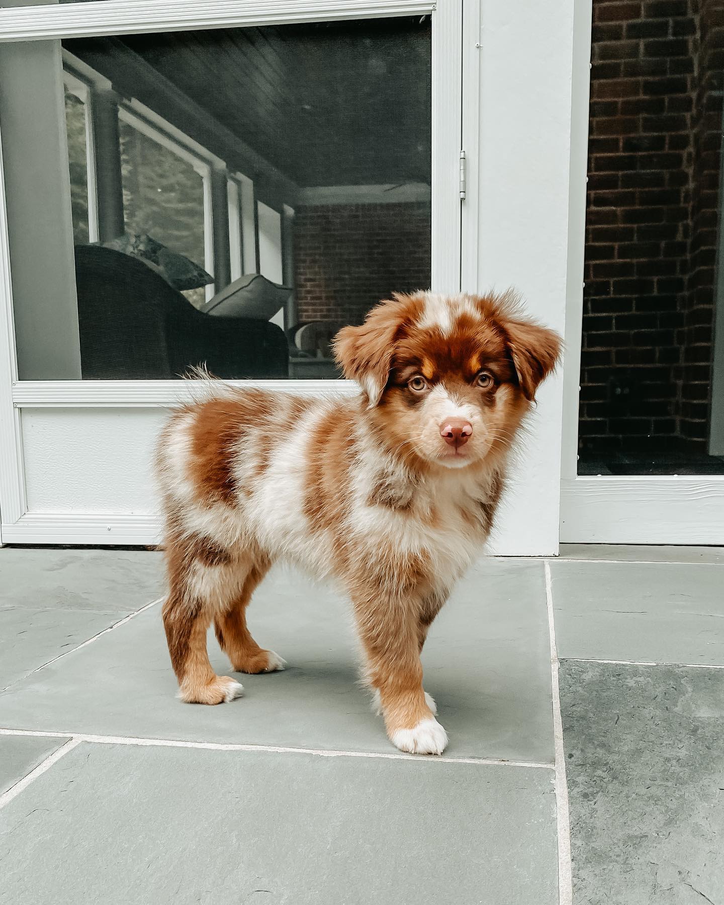 Red merle puppy standing on a tiled patio in front of glass doors, brown white and tan fur, curious mood