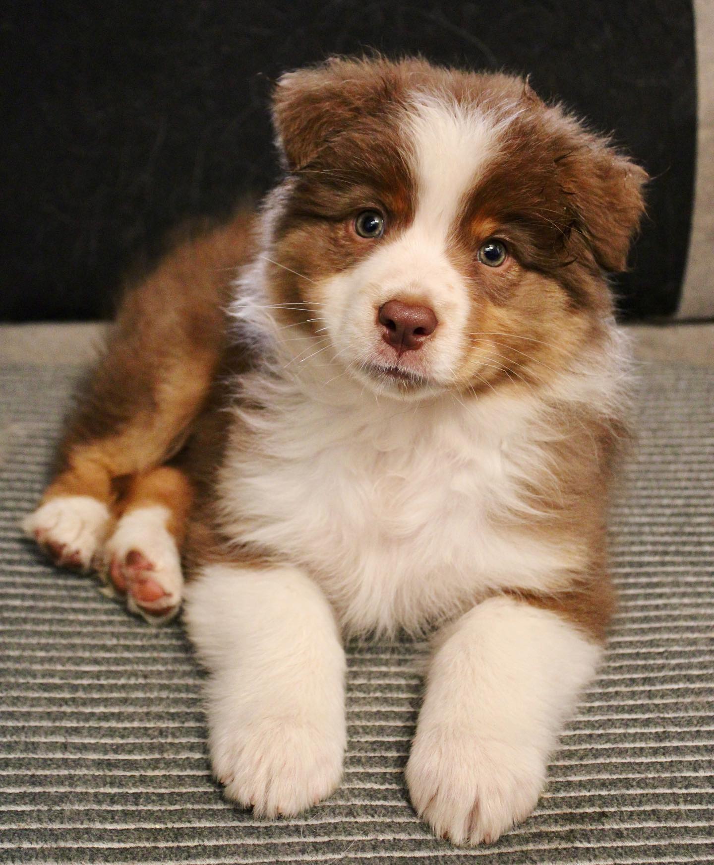 Fluffy brown and white puppy lying down on striped fabric with paws stretched forward, gentle indoor lighting, calm mood