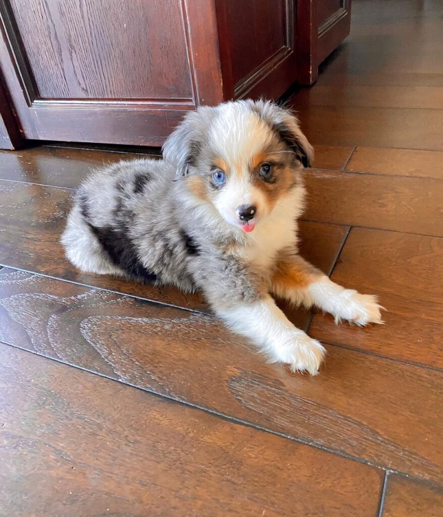 Grey and white merle puppy with blue eyes lying on a wood floor, indoor setting, alert mood