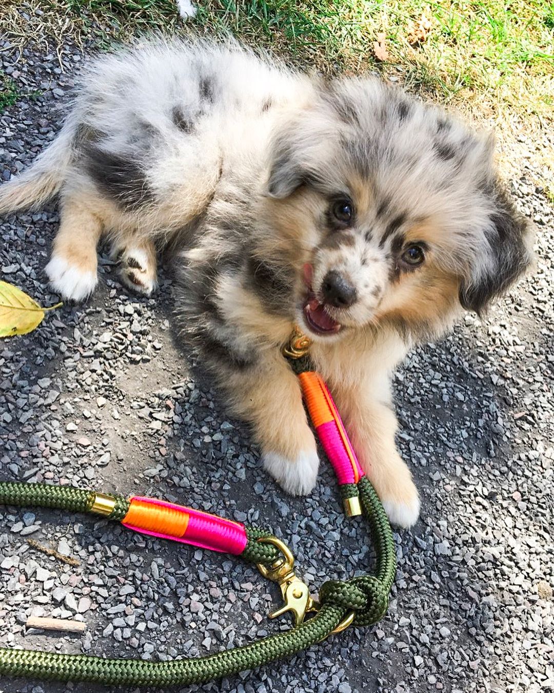 Merle puppy lying on gravel, mouth open playfully, wearing a colorful rope leash with orange and pink accents