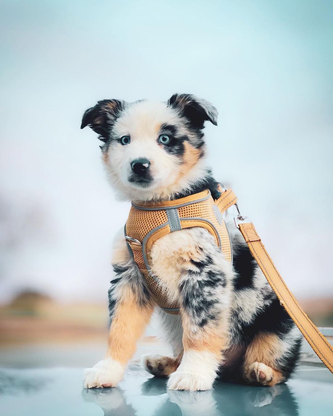 Blue merle puppy with blue eyes wearing a mustard-colored harness and leash, seated against a plain light background