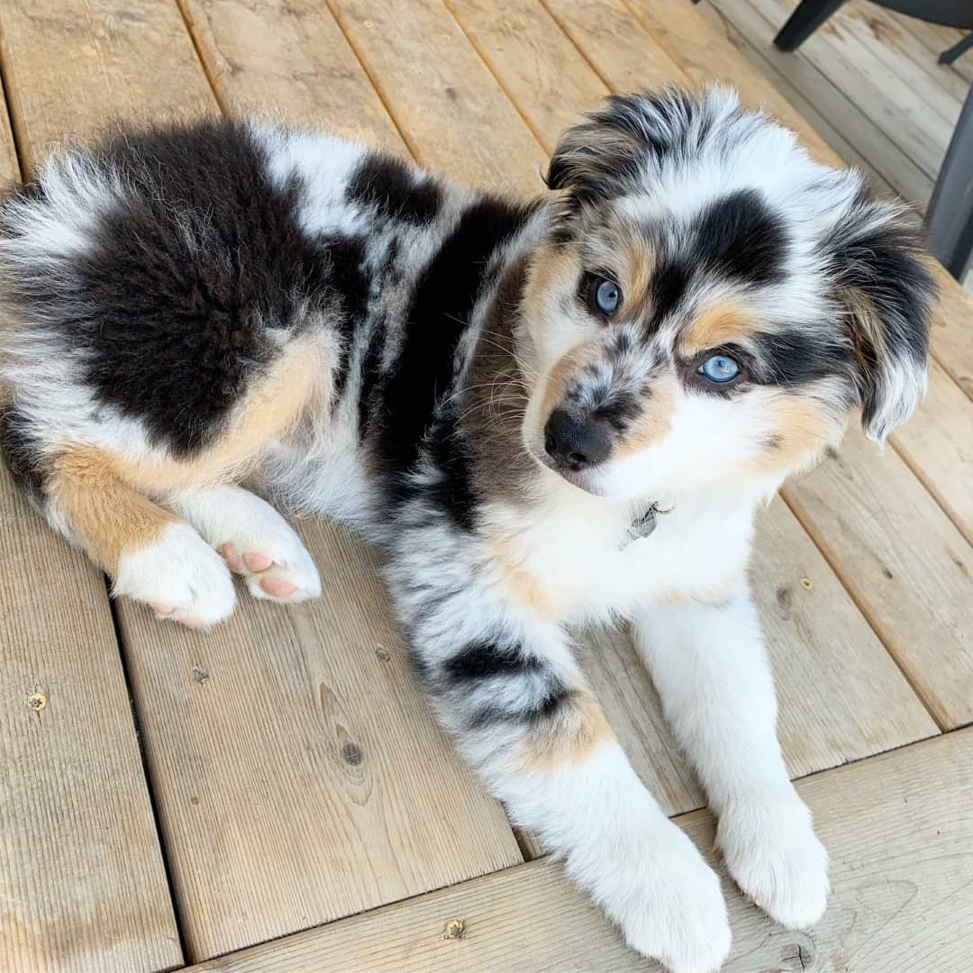 Merle-patterned puppy with blue eyes lying on a wooden deck, looking up at camera